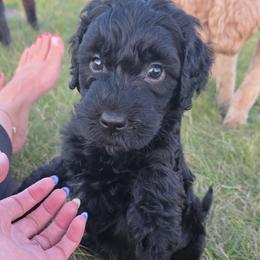 Goldendoodle Puppies from Medium Labradoodles 🐾