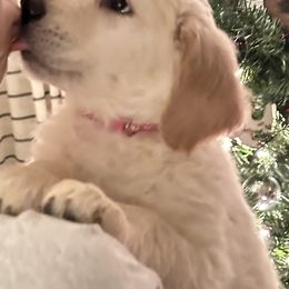 Golden Retriever Puppies from Ginn’s Golden Retrievers