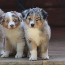 Miniature Australian Shepherd and Toy Australian Shepherd Puppies from Riverbark