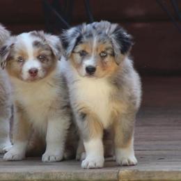 Miniature Australian Shepherd and Toy Australian Shepherd Puppies from Riverbark