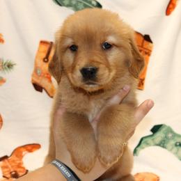Ariat - Dark golden female Golden Retriever puppy in New Weston, Ohio from Bertke AKC Golden Retrievers and Bernese Mountain Dogs