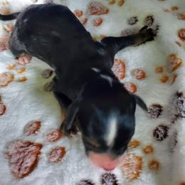 Goldie - Black and white female Sheepadoodle puppy in Bellevue, Iowa from Fluffy Wonders Poms and Doodles