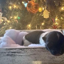 Cindy Lou Who - Red female Akita puppy in Lebanon, Virginia from Majestic Valley Farms