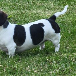Dachshunds from Lees Creek Dachshunds