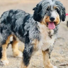 Cowboy - Bernedoodle