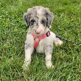 Arby - Blue merle male Bordoodle puppy in Fredericktown, Ohio from Brisby Bordoodles
