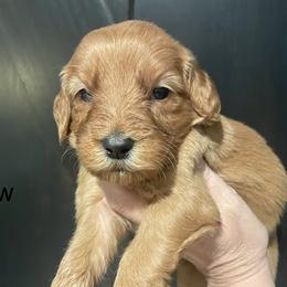 Yellow - Apricot female Goldendoodle puppy in Medina, Ohio from Farmer Doodles