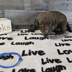 Boy 1 "Blue" - Chesapeake Bay Retriever puppy from Creekside Chesapeakes