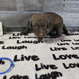 Boy 1 "Blue" - Chesapeake Bay Retriever puppy from Creekside Chesapeakes