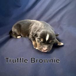 Truffle Brownie - Black tri female Miniature Australian Shepherd puppy in Medical Lake, Washington from MAS Gone Rogue