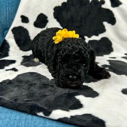 Rose - Black female Poodle puppy in Lancaster, Missouri from Cavapoo Acres