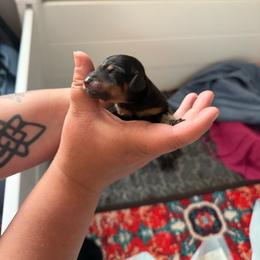 Pom Pom - Black and tan female Dachshund puppy in Atchison, Kansas from Birkin’ Paws