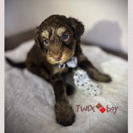 TWIX - Brown and white male Aussiedoodle puppy in Houston, Texas from Jomelkin Furry Pals