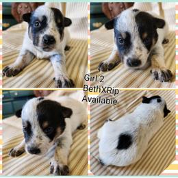Girl 2 - Blue female Australian Cattle Dog puppy in Bradford, Arkansas from Cedar Rock Heelers and Kelpies