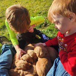 Golden Retriever Puppies from Aurora's Northern Goldens