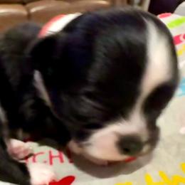 Frankie - Black and tan male Chihuahua puppy in Choctaw, Oklahoma from Savvy Chihuahuas of Oklahoma