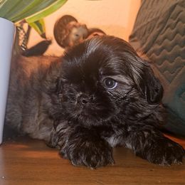 DORIAN - Brindle male Shih Tzu puppy in Los Banos And Bay Area, California from Shantii's Shih Tzu's