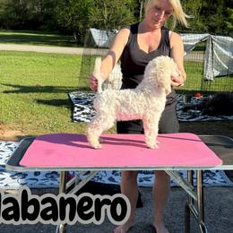 Habanero - White male Poodle puppy in Tallahassee, Florida from Brivali Poodles