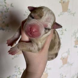 Girl 5 - female Alapaha Blue Blood Bulldog puppy in Grafton, Ohio from Eclipse Alapaha Kennels