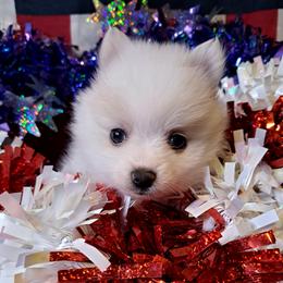 Girl 2 - White female Pomeranian puppy in Lore City, Ohio from Tonia's Pomeranians