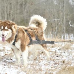 Mira - Alaskan Malamute