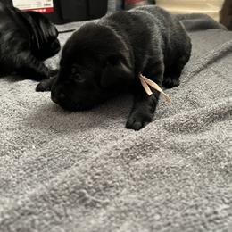 Girl 2 - Black female Labrador Retriever puppy in Mt. Olive, North Carolina from Goshen Swamp Retrievers