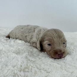 Zion - Dapple male Dachshund puppy in Sonora, California from HEFFERNAN HOUNDS