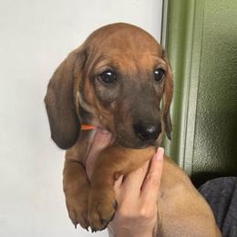 Oscar - Red male Dachshund puppy in Beaumont, California from JUAREZ MINI DACHSHUNDS
