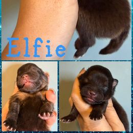 Elfie - Black and tan male Pomeranian puppy in Orange Grove, Texas from Davis Poms