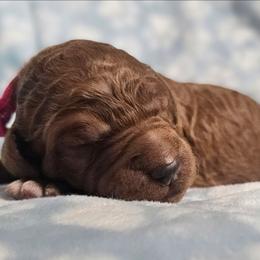 TAFFY - Red  female Goldendoodle puppy in Harris County, Texas from Cute & Curly Doodles
