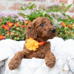 Goldendoodle Puppies from GoldenFido