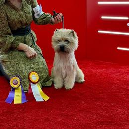 Cairn Terriers from Cairnforyou