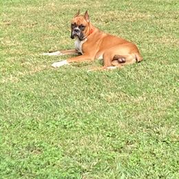 Rufus - Boxer