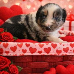 Dasher - Blue merle male Australian Shepherd puppy in Harrah, Oklahoma from Kamm's Aussies