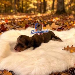 Atlas - Cream male Dachshund puppy in Waverly, Ohio from Always Faithful Dachshunds