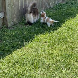 Cavalier King Charles Spaniel Puppies from Seaborne Cavalier King Charles Spaniels