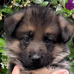 Purple Collar Puppy 1 - Black and red male German Shepherd puppy in Central Florida, Florida from Vom Furstenhund