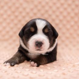 Lucky - Black tri male Miniature Australian Shepherd puppy in Lacombe, Louisiana from Indigo River Aussies
