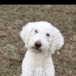Labradoodle puppies from Circle City Labradoodles