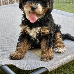 Soleil - Tri-color female Bernedoodle puppy in Buckeye, Arizona from Sage Hills Bernedoodles