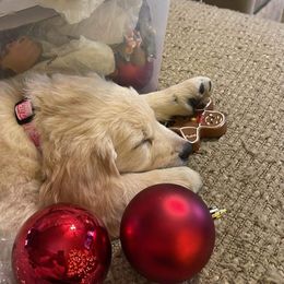 Golden Retriever Puppies from Ginn’s Golden Retrievers