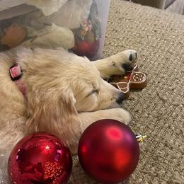 Golden Retriever Puppies from Ginn’s Golden Retrievers