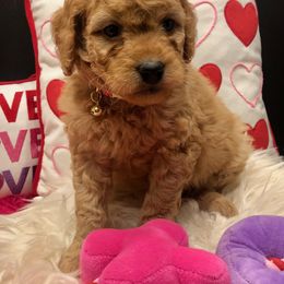 Girl 1 - Goldendoodle puppy in Ohio from Mini Doodles Dandy