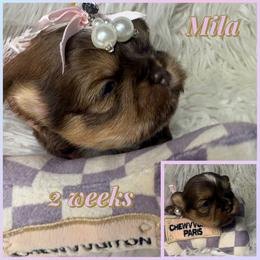 Mila - Liver and white female Shih Tzu puppy in Coolidge, Arizona from Shih Tzu’s  ‘N’ Love