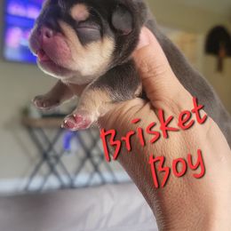 Brisket Boy - Tricolors male French Bulldog puppy in Howell, Michigan from Jessicah's Frenchies Michigan's French Bulldog Breeder