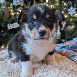 Lola - Black and tan female American Corgi puppy in Tombstone, Arizona from WeVolution Off-Grid