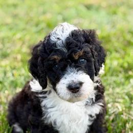 Grave Digger - male Australian Mountain Doodle puppy in Decatur, Illinois from Signature Doodles