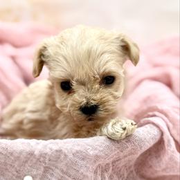 Pink Collared Female - Cream female Maltipoo puppy in Marshallville, Ohio from Grassy Meadow Pups