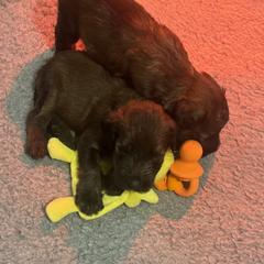 Briard puppies from Davan's