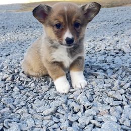 Sable Male - Sable male Pembroke Welsh Corgi puppy in De Witt, Arkansas from Western Plains Kennel